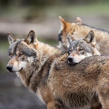 loup-gris-principale