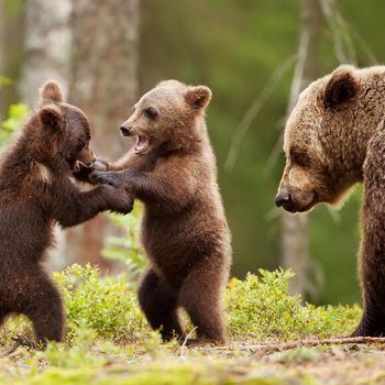 ours